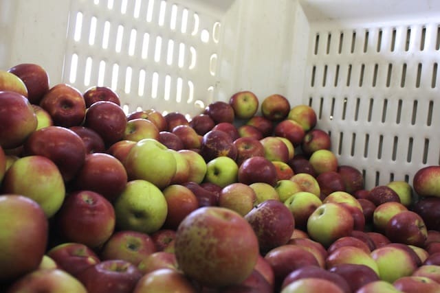 Barber Orchard Apples in the Bin