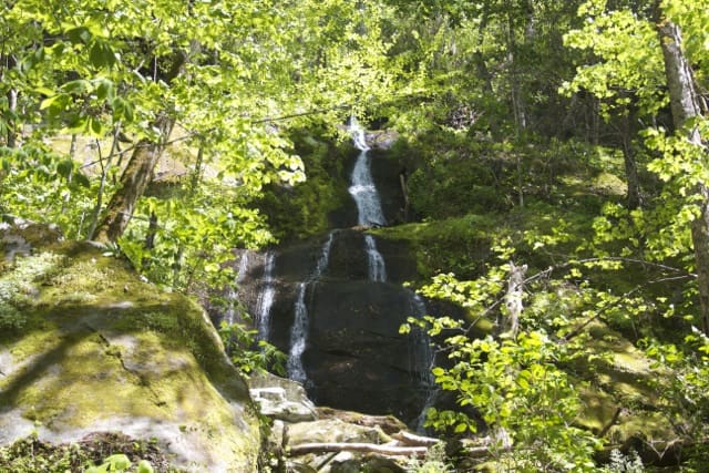 fern-branch-falls