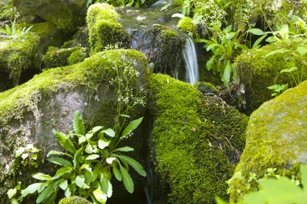Below Fern Branch Falls
