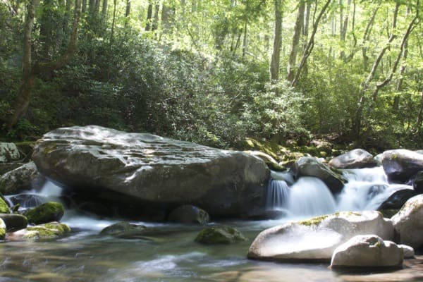 Porters Creek Along the Trail