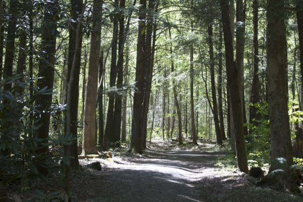 Porter's Creek Trail