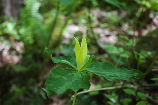 Porters Creek Trillium