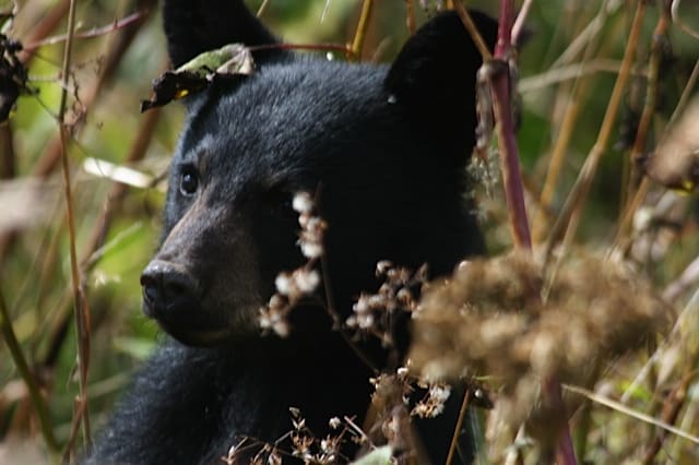 Black bear cub