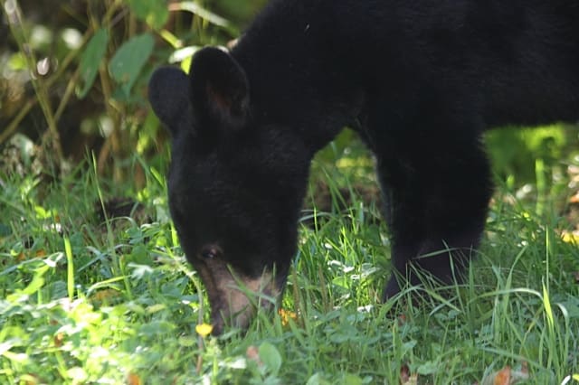 Bear cub