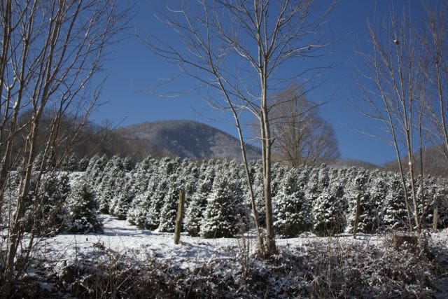 Mehaffey Tree Farm after a snow.