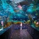 Shark Lagoon Tunnel