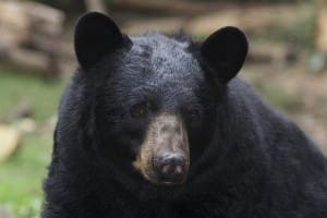 Black Bear