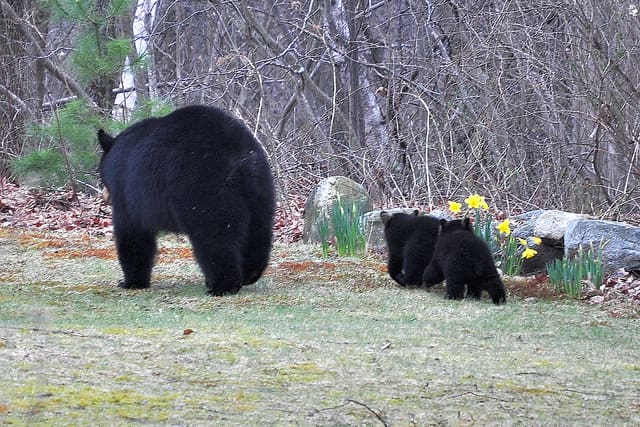 Black Bear Cubs