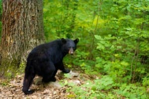 Black Bear Escape