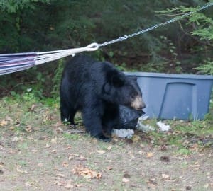 Black Bear Garbage