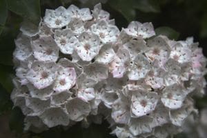 Mountain Laurel