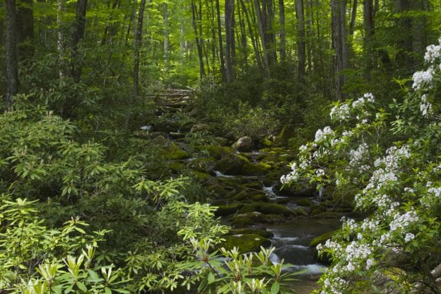 mountain-laurel