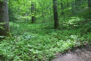 Gorgeous Ferns along the trail