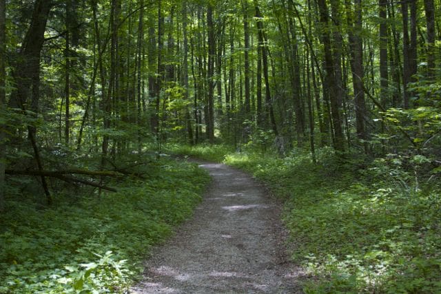 Kephart Prong Trail
