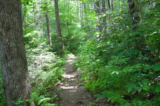 Along Caney Bottom Trail