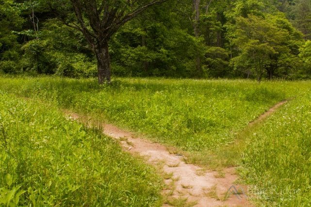 Big Bradley Falls Trail
