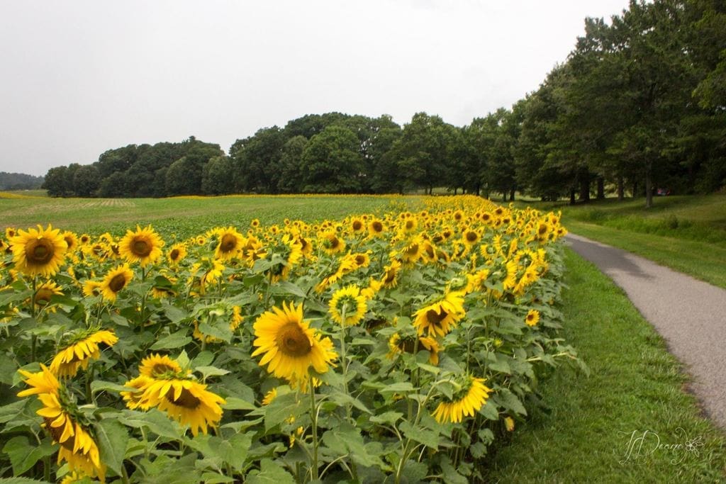 Biltmore Sunflowers