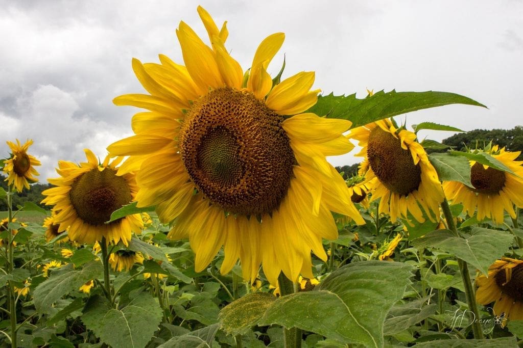 Biltmore Sunflowers