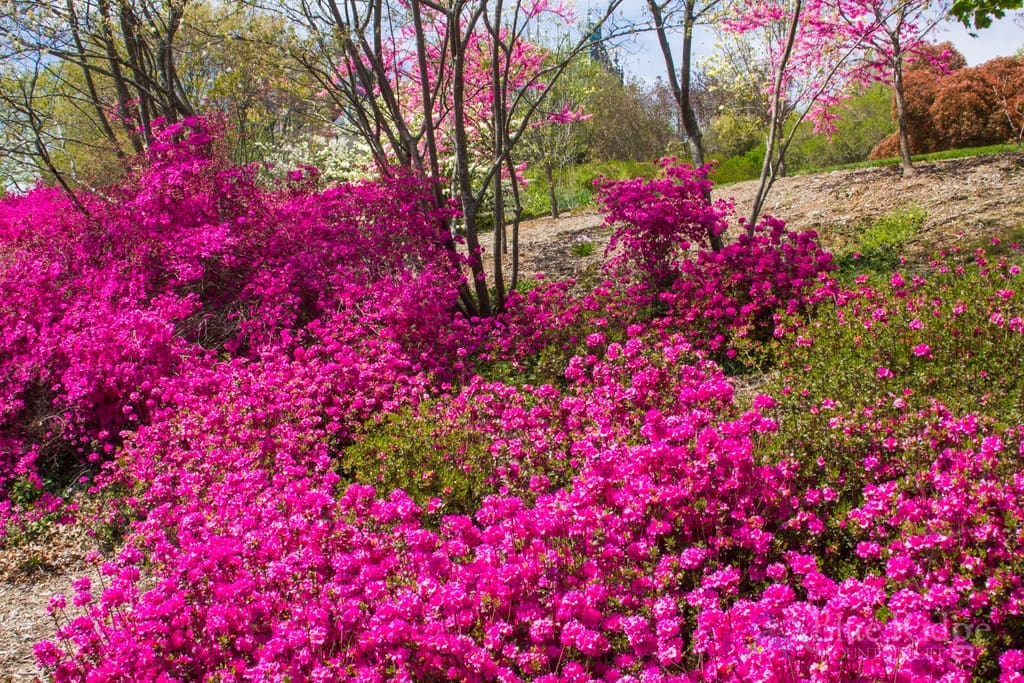 Biltmore Gardens Azaleas