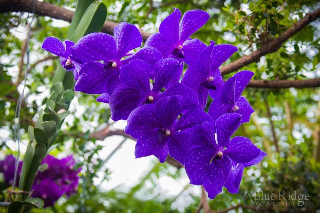 Biltmore Gardens Conservatory