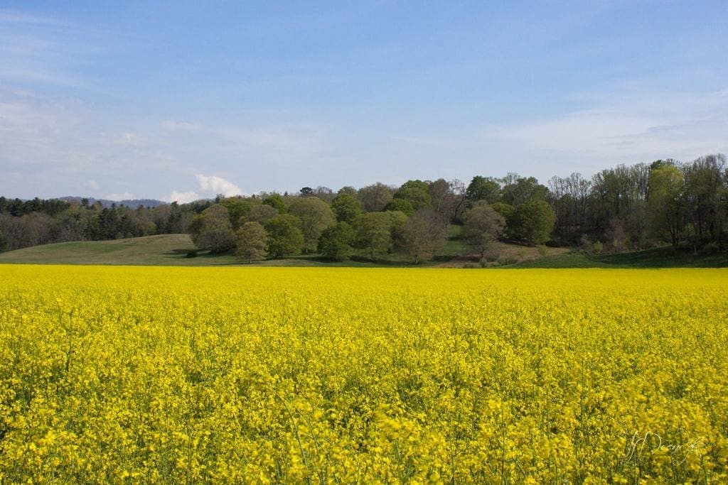 Biltmore Estate Canola