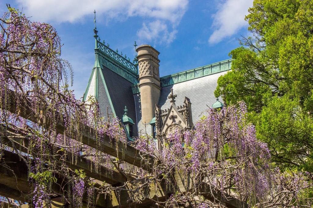 Biltmore Gardens Wisteria