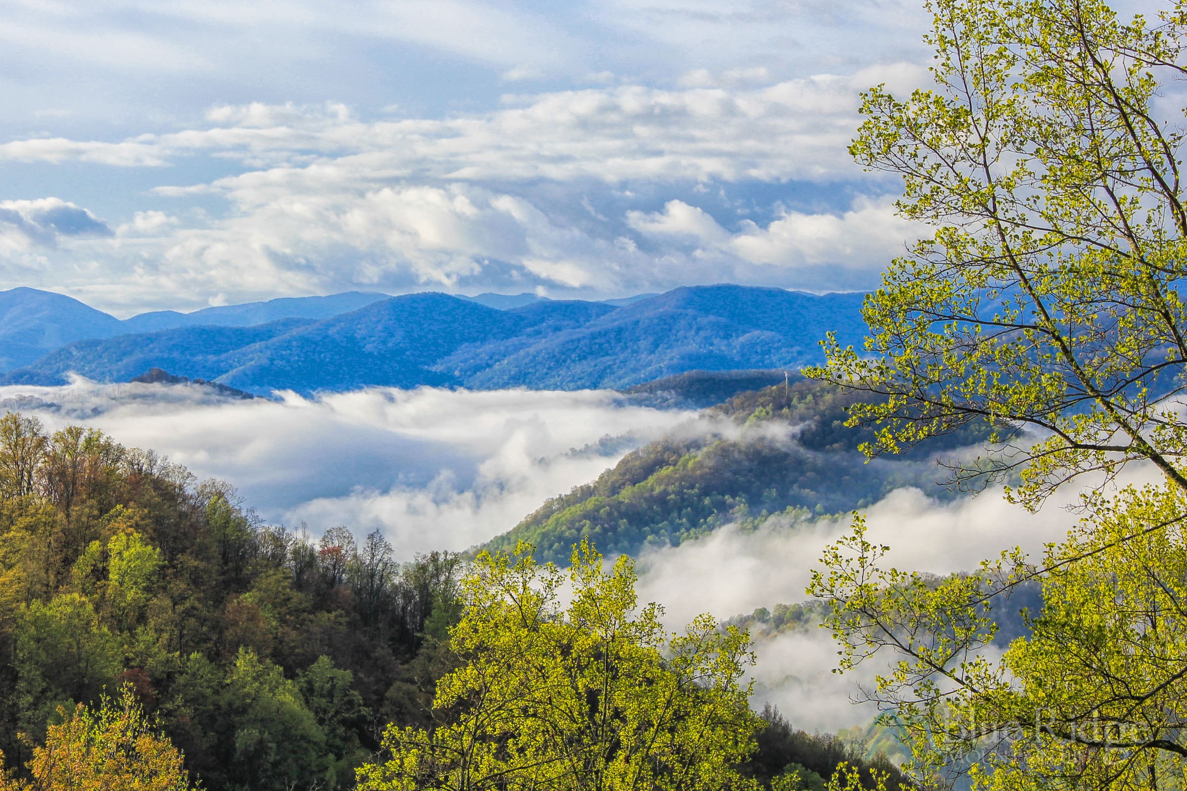 Spring in the Blue Ridge Spring in the Blue Ridge
