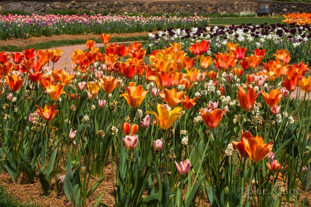 Biltmore Blooms