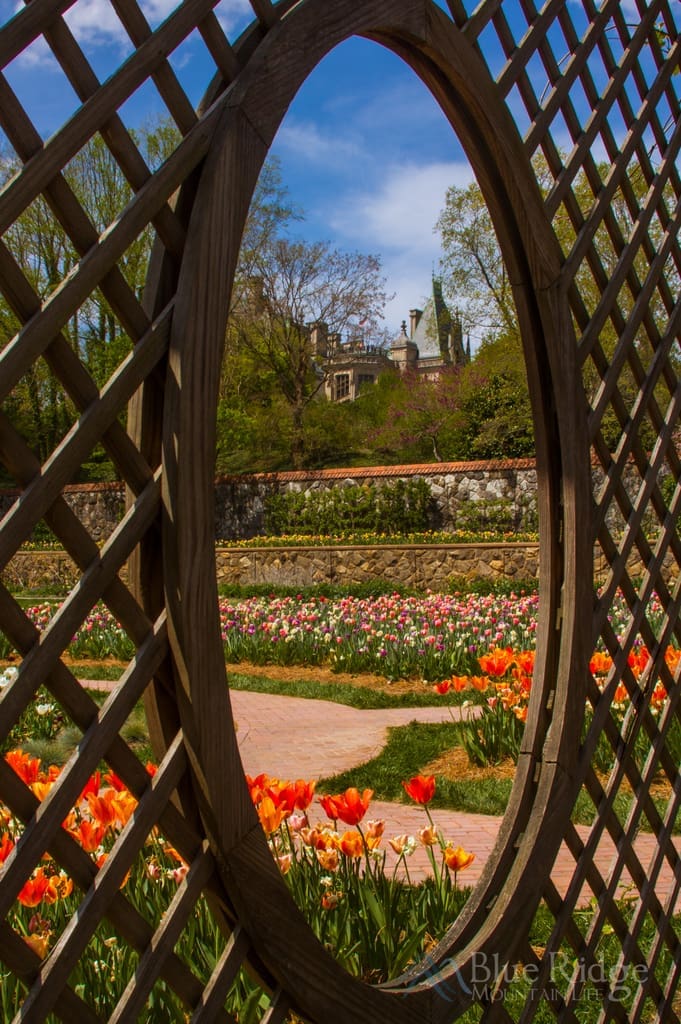 Biltmore Blooms