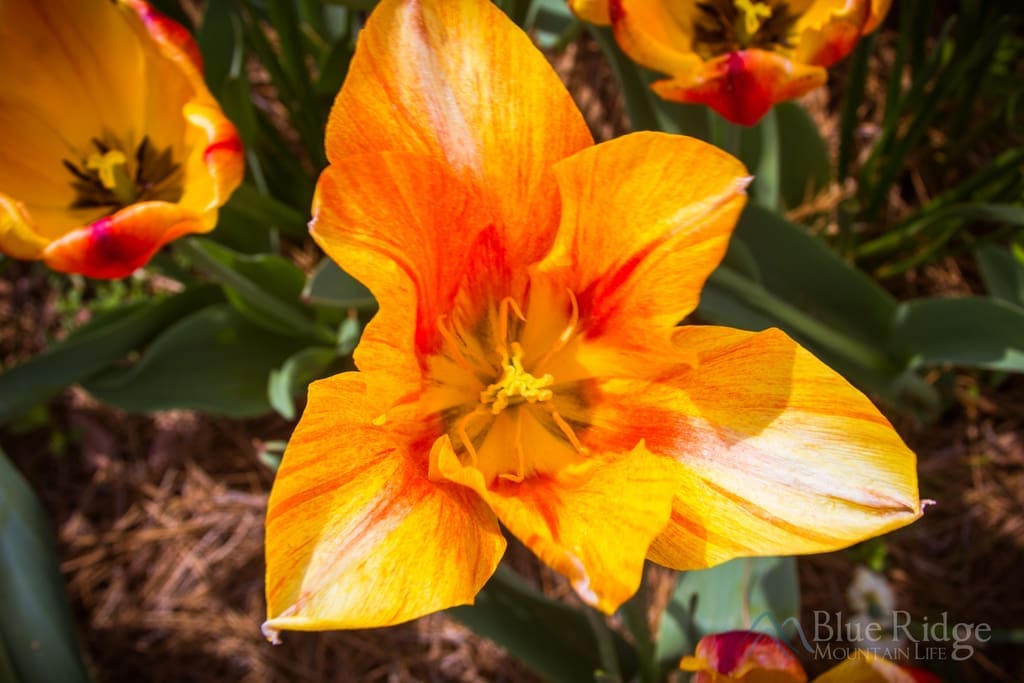 Biltmore Blooms