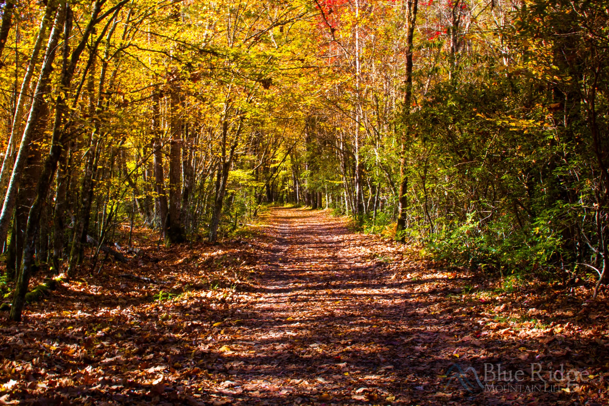 Fall Rough Fork Trail