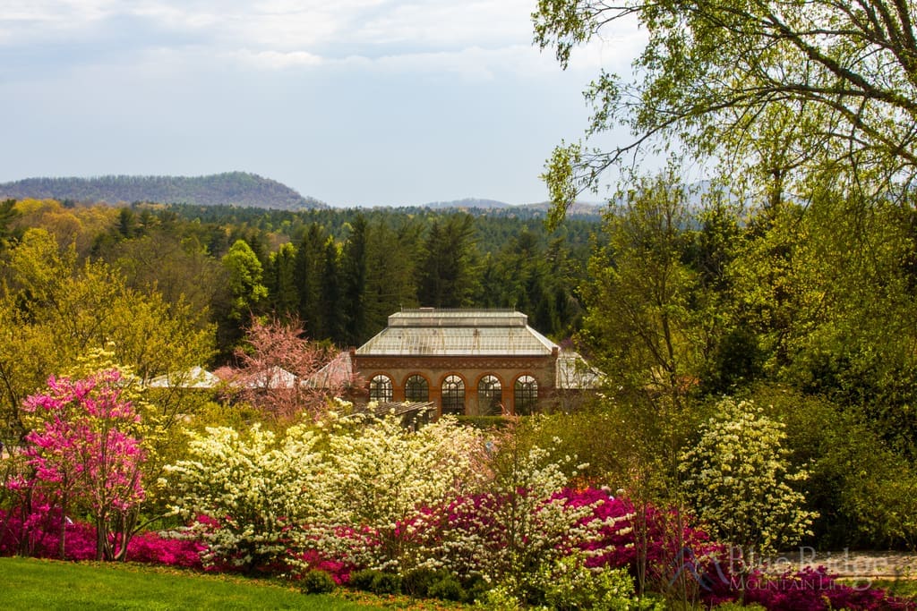 Biltmore Blooms