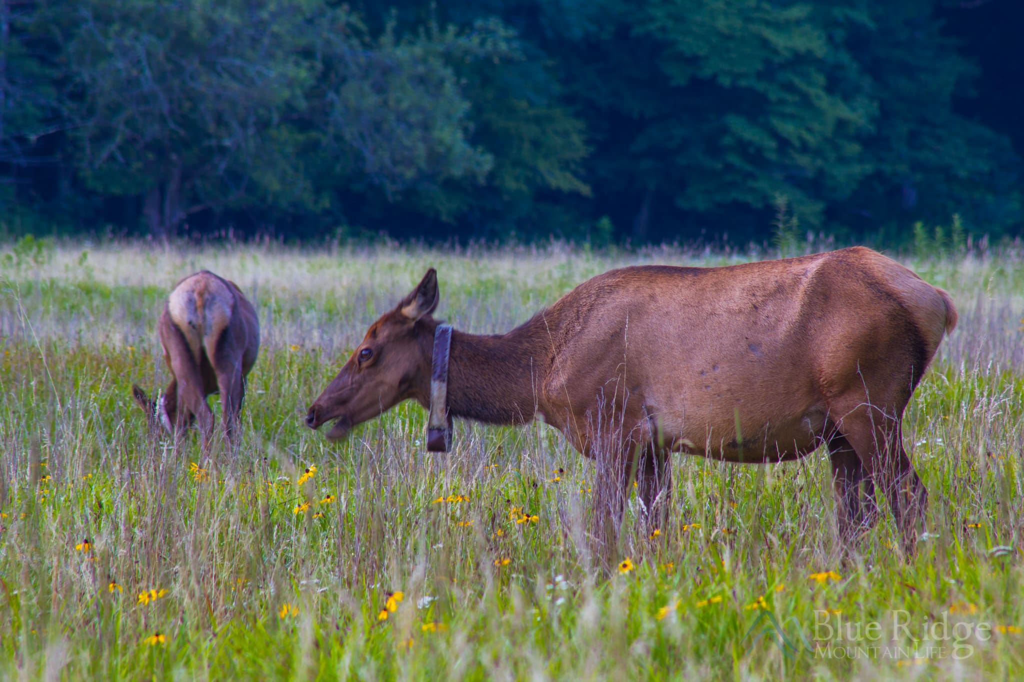 Cataloochee Valley Elk Cataloochee Valley Elk