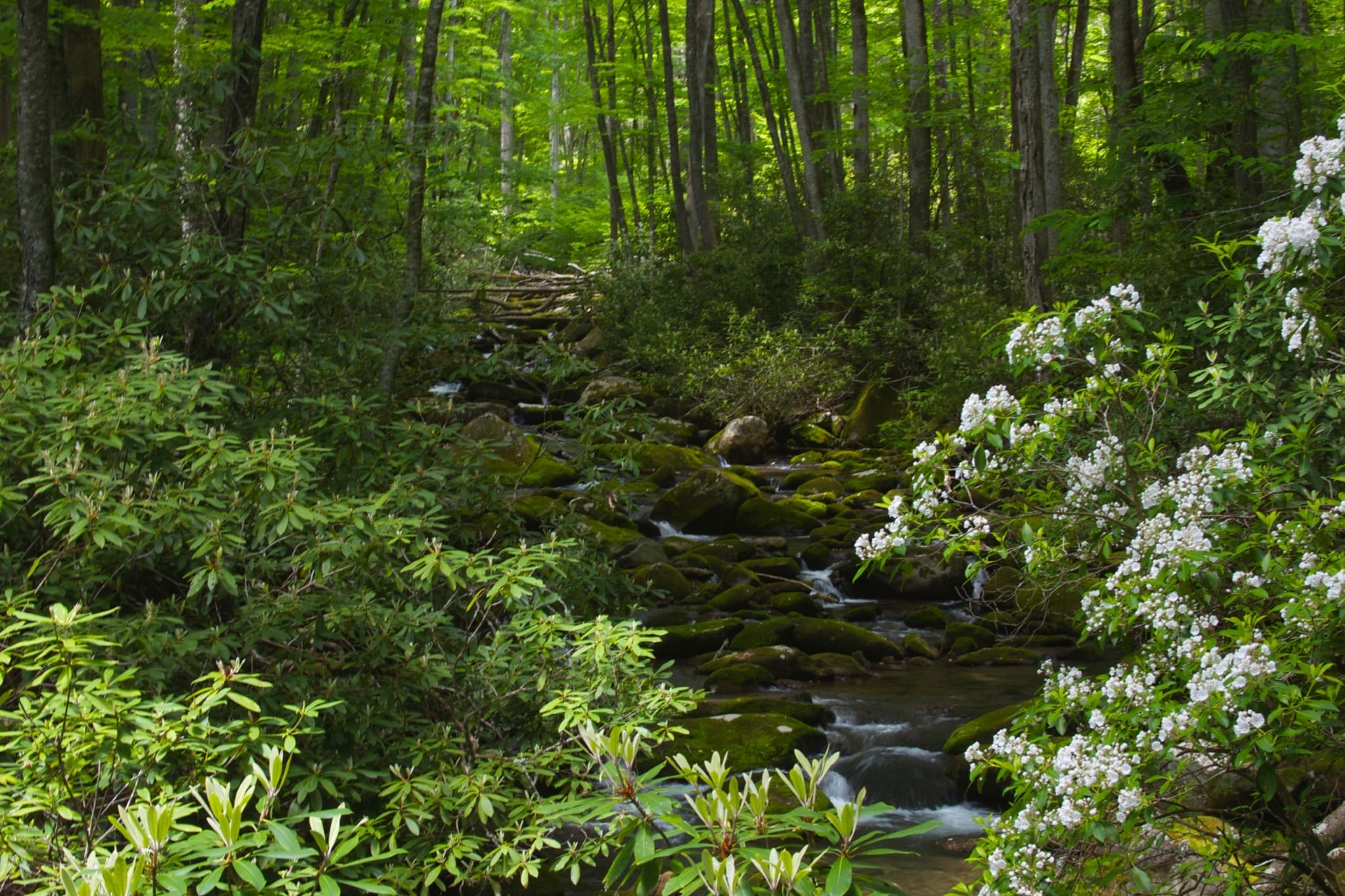 Kepart Prong Mountain Laurel Kepart Prong Mountain Laurel