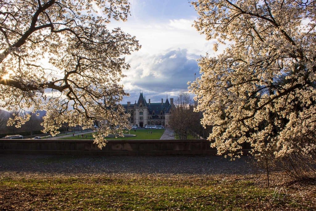 Biltmore Blooms