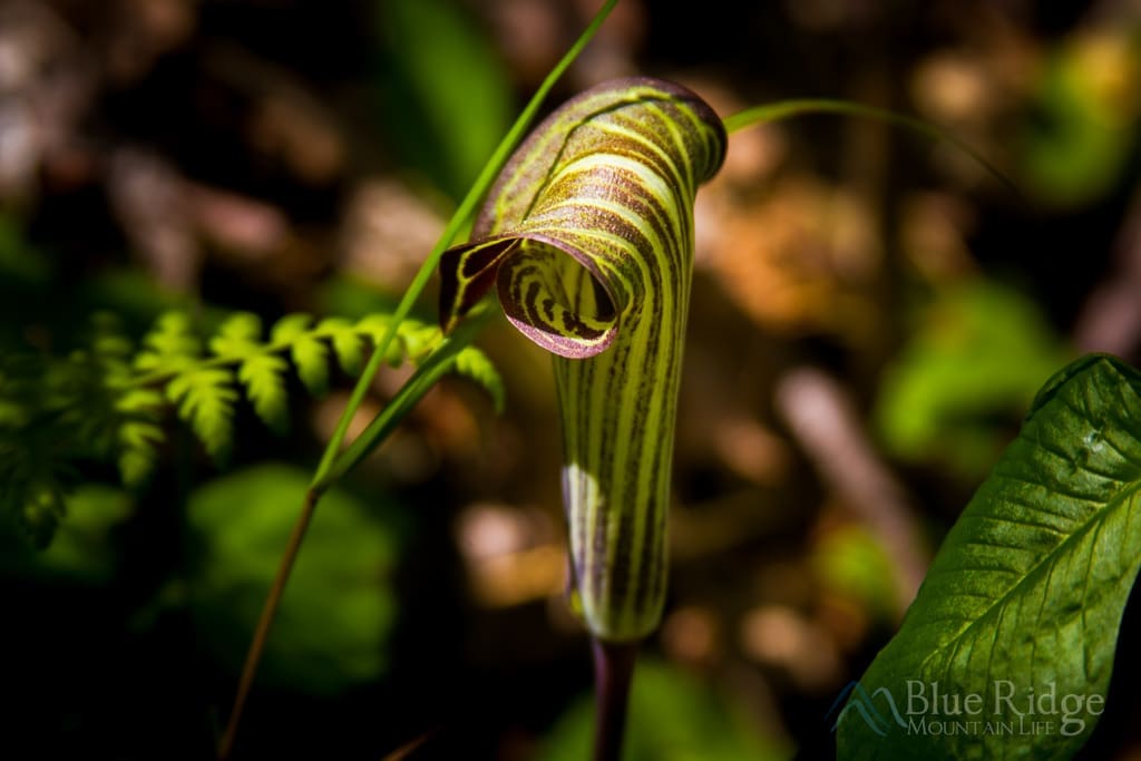 Jack in a Pulpit
