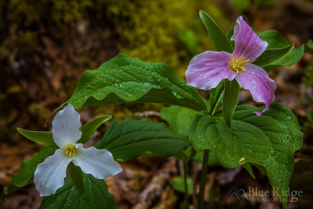 Trillium Great Smoky Mountains National Park