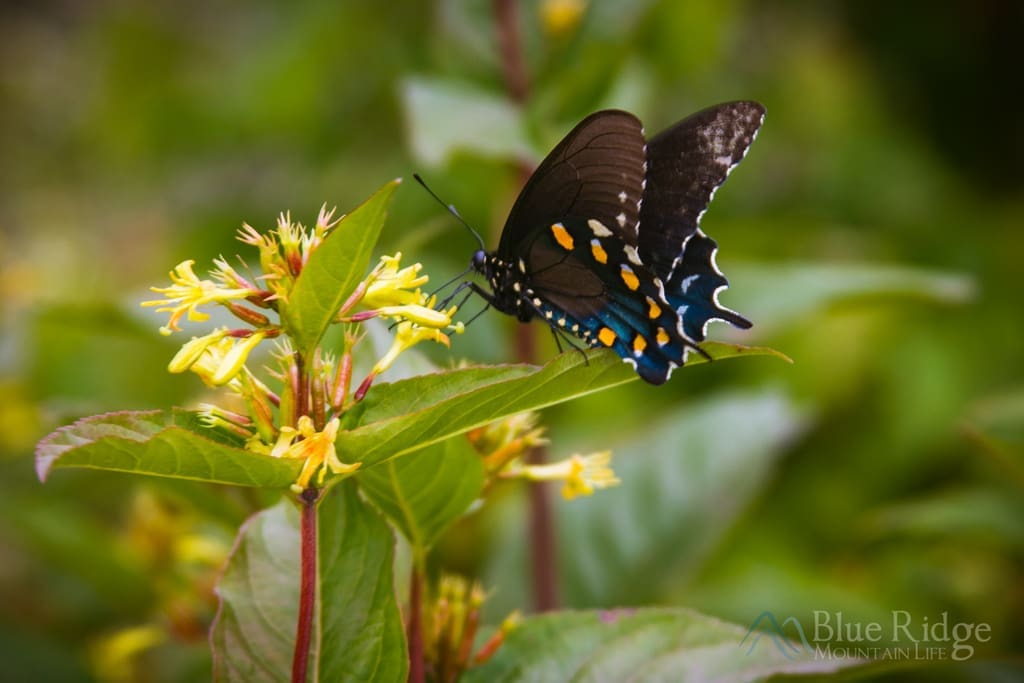 Blue Ridge Parkway Wildflowers