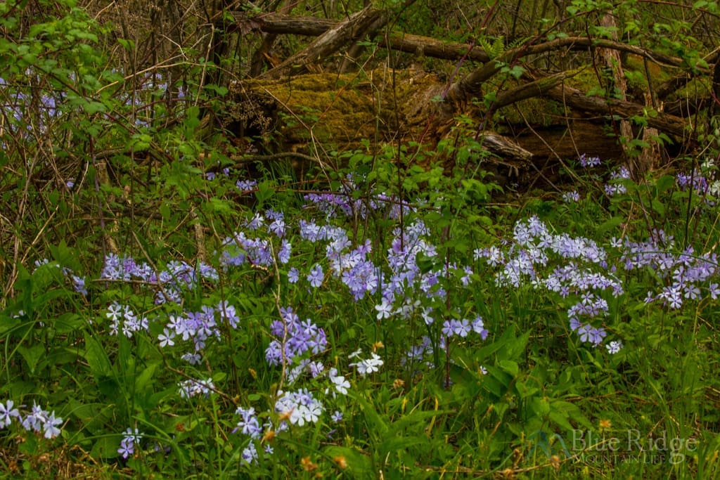 Wildflowers Great Smoky Mountains National Park