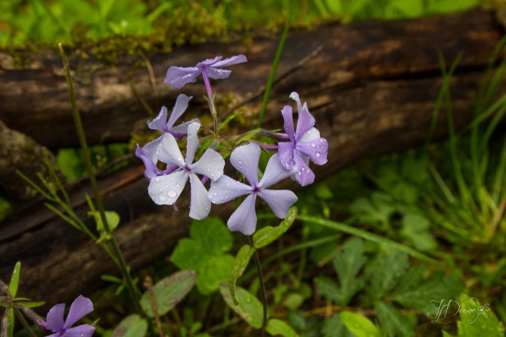 Spring Wildflowers, Great Smoky Mountains National Park