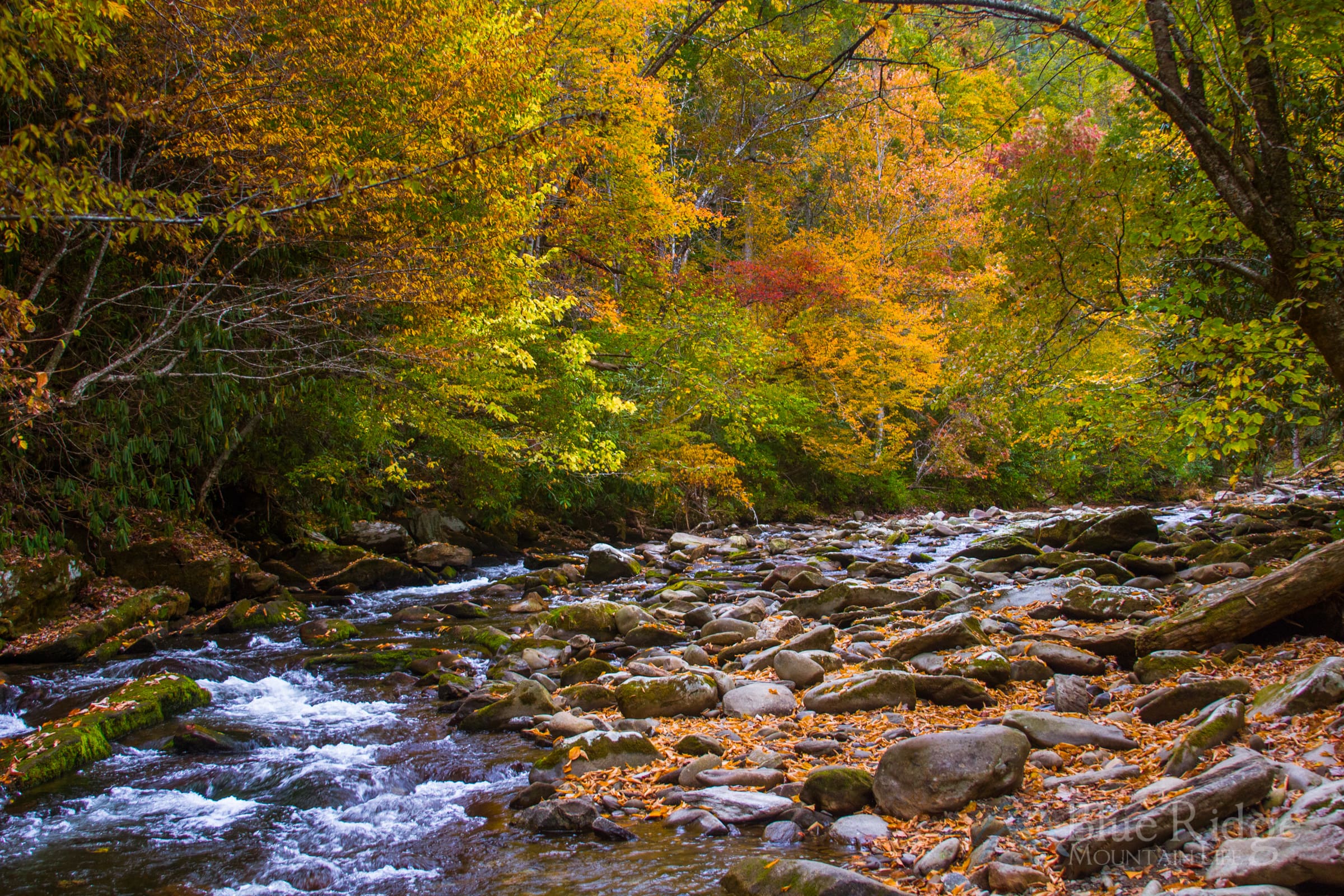 Fall at Deep Creek, Great Smoky Mountains National Park