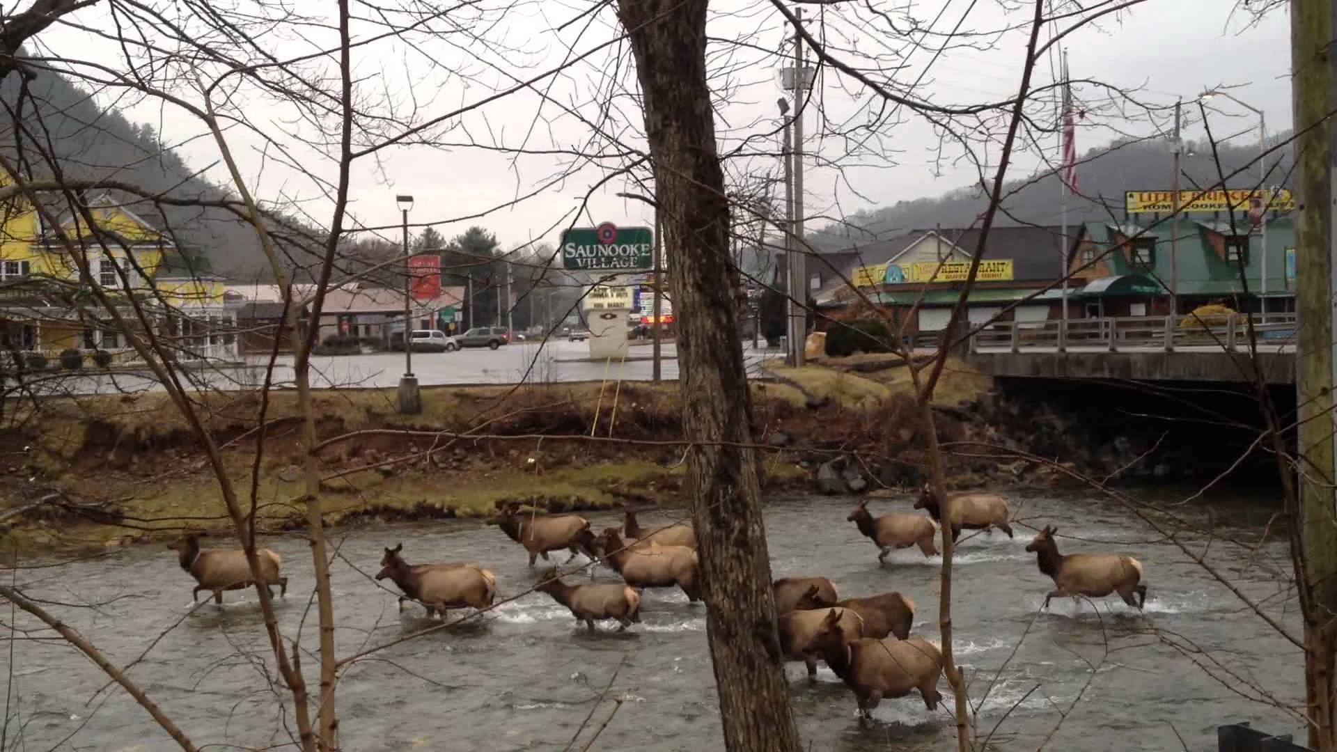 Elk in the Oconoluftee River, Cherokee NC