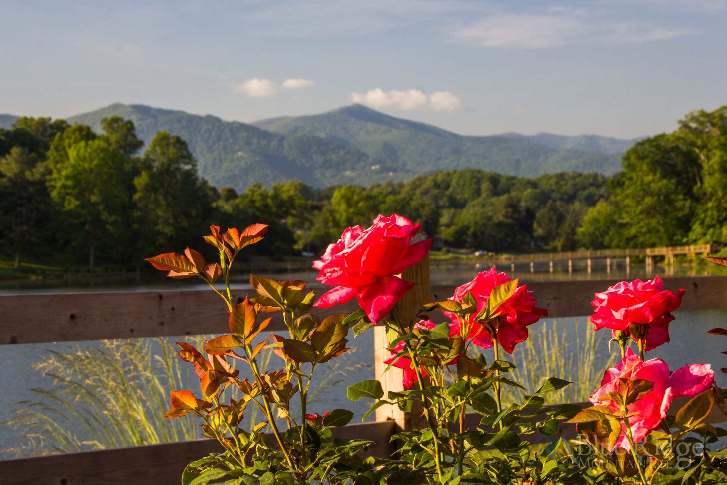 Rose Walk, Lake Junaluska Rose Walk, Lake Junaluska