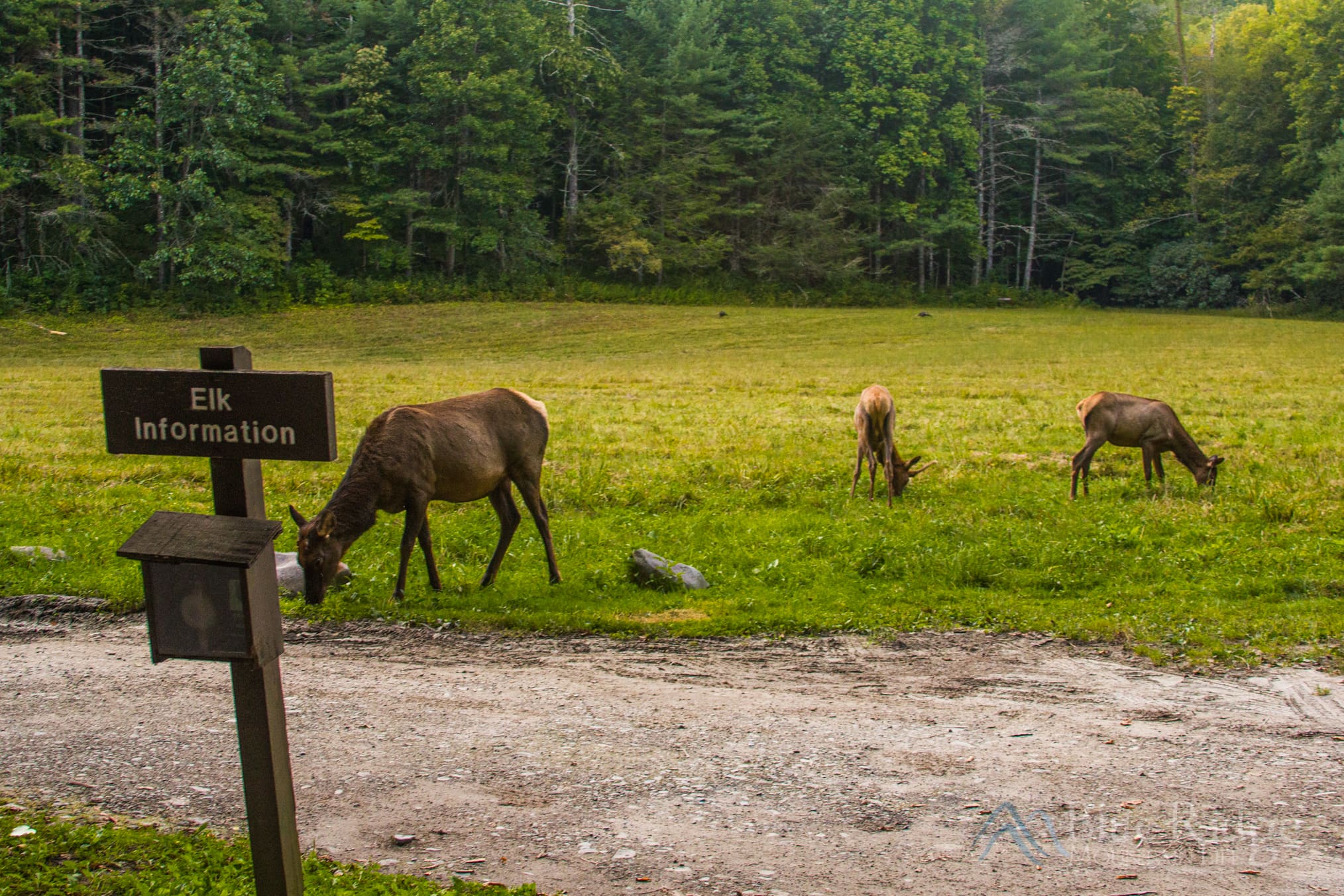 Elk Information