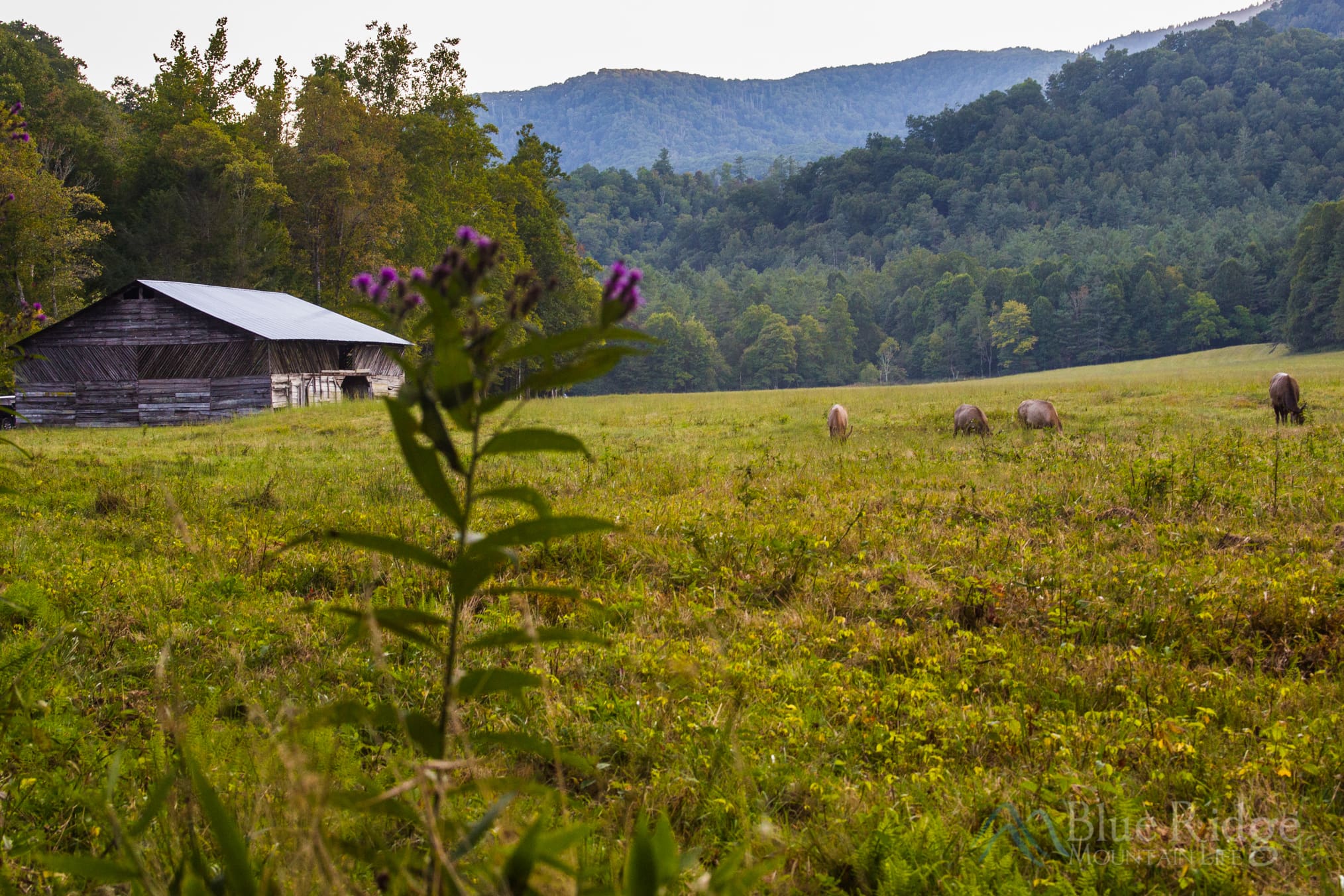 Summer in Cataloochee Valley