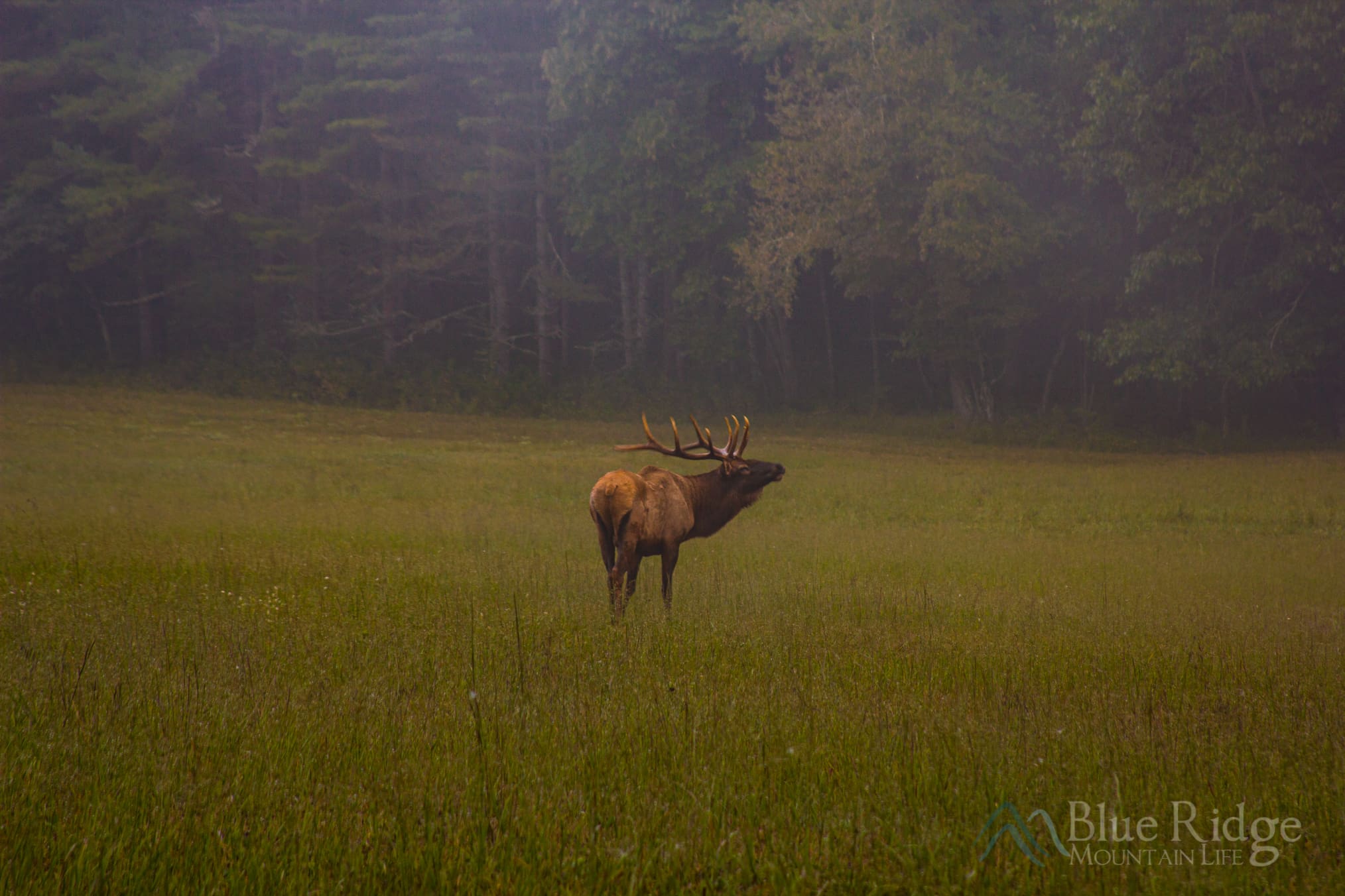 Elk Rut 2019