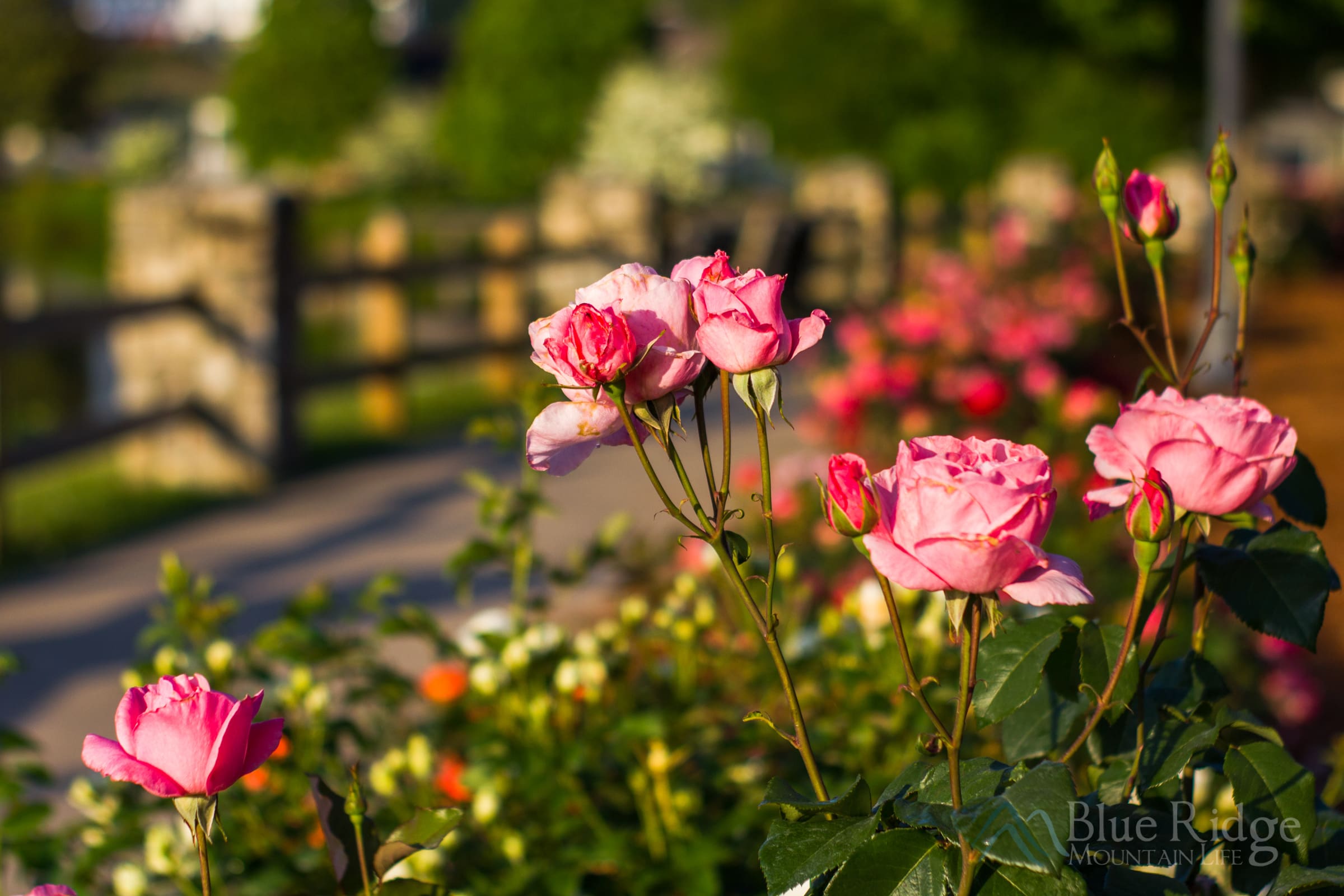 Lake Junaluska Rose Walk Lake Junaluska Rose Walk