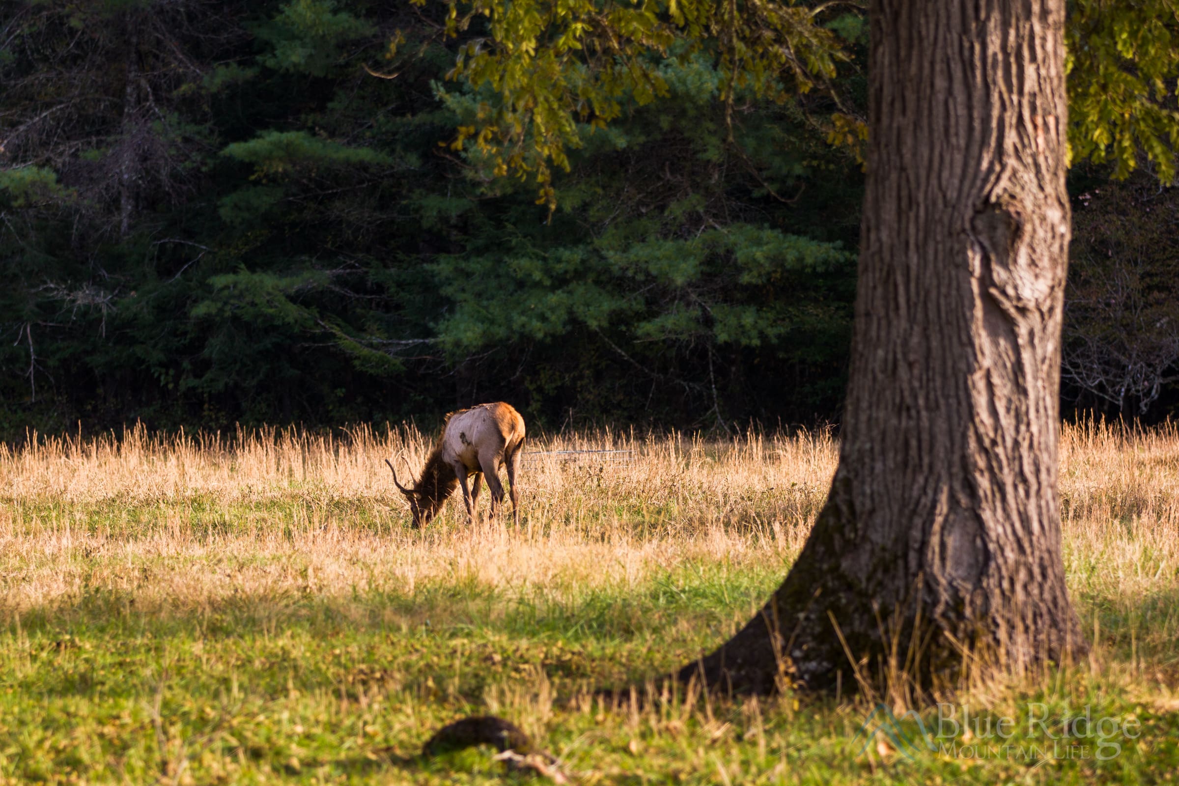 Elk, Great Smoky Mountains National Park Bull Elk grazing in a tan and yellow field of grass, with a large tree and turkey in the foreground.