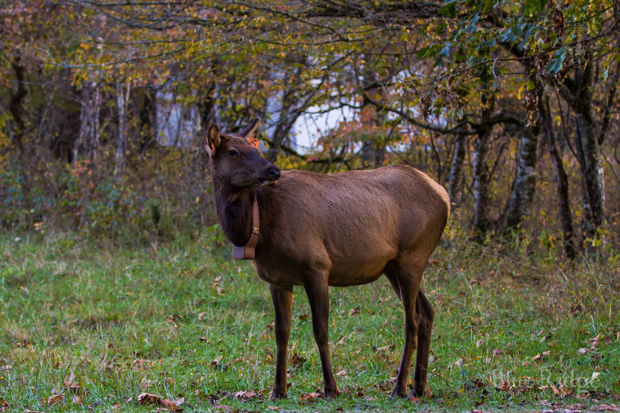 Elk with Collar