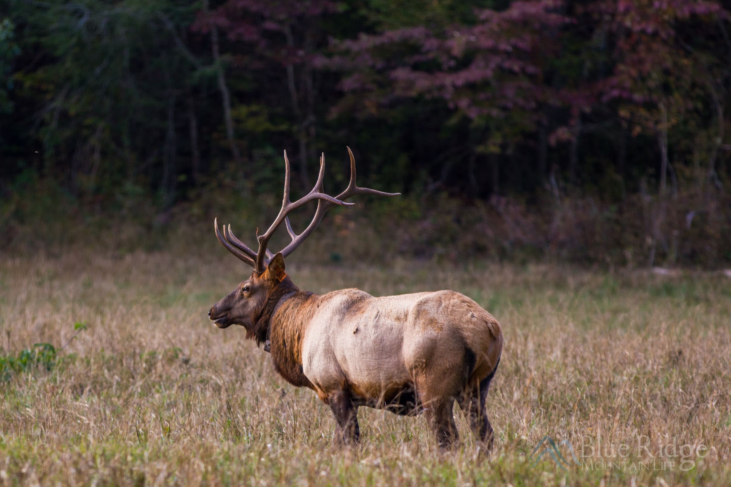 Bull Elk in Cataloochee Valley